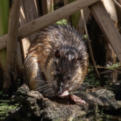 Hydromys chrysogaster (Rakali or Water Rat) at Jerrabomberra Wetlands - 17 Feb 2024 by rawshorty