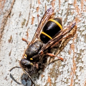 Eumeninae (subfamily) at Longwarry North, VIC - 29 Jan 2024