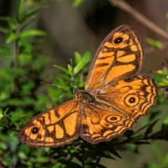 Unidentified Nymph (Nymphalidae) at Longwarry North, VIC - 28 Jan 2024 by Petesteamer