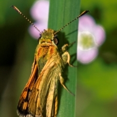 Unidentified Skipper (Hesperiidae) at Longwarry North, VIC - 28 Jan 2024 by Petesteamer