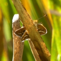 Taractrocera papyria (White-banded Grass-dart) at Braemar - 8 Feb 2024 by Curiosity