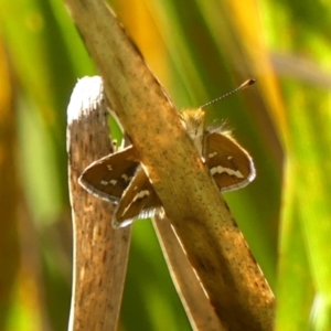 Taractrocera papyria at Braemar - 9 Feb 2024