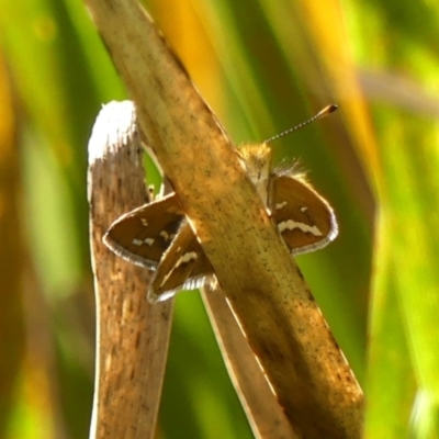 Taractrocera papyria (White-banded Grass-dart) at Braemar - 8 Feb 2024 by Curiosity
