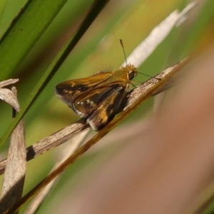 Taractrocera papyria at Braemar - 9 Feb 2024