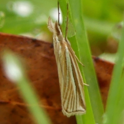 Hednota species near grammellus (Pyralid or snout moth) at Braemar, NSW - 15 Feb 2024 by Curiosity