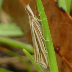 Hednota species near grammellus at Wingecarribee Local Government Area - 16 Feb 2024