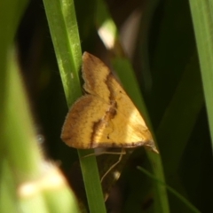 Anachloris subochraria (Golden Grass Carpet) at Braemar, NSW - 17 Feb 2024 by Curiosity