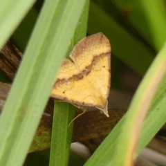 Anachloris subochraria at Wingecarribee Local Government Area - 17 Feb 2024 02:34 PM