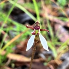 Eriochilus cucullatus (Parson's Bands) at Hall, ACT - 18 Feb 2024 by strigo