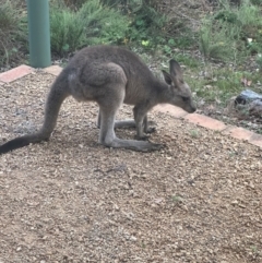 Macropus giganteus (Eastern Grey Kangaroo) at Bungendore, NSW - 16 Feb 2024 by yellowboxwoodland