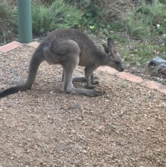 Macropus giganteus (Eastern Grey Kangaroo) at QPRC LGA - 17 Feb 2024 by yellowboxwoodland