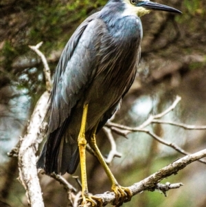 Egretta novaehollandiae at Longwarry North, VIC - 5 Feb 2024