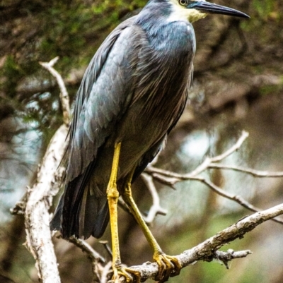 Egretta novaehollandiae (White-faced Heron) at Longwarry North, VIC - 4 Feb 2024 by Petesteamer