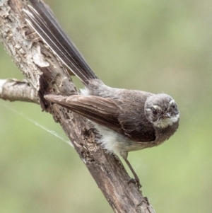 Rhipidura albiscapa at Longwarry North, VIC - 1 Feb 2024