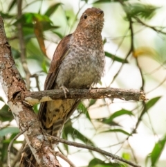 Cacomantis flabelliformis (Fan-tailed Cuckoo) at Longwarry North, VIC - 29 Jan 2024 by Petesteamer