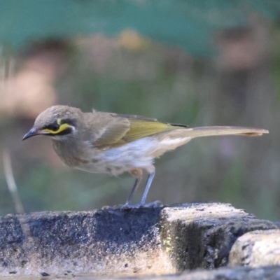 Caligavis chrysops (Yellow-faced Honeyeater) at Broulee Moruya Nature Observation Area - 17 Feb 2024 by LisaH