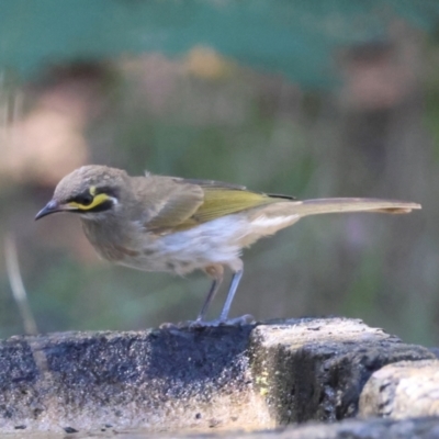 Caligavis chrysops (Yellow-faced Honeyeater) at Moruya, NSW - 17 Feb 2024 by LisaH