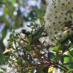 Acanthorhynchus tenuirostris (Eastern Spinebill) at Broulee Moruya Nature Observation Area - 17 Feb 2024 by LisaH