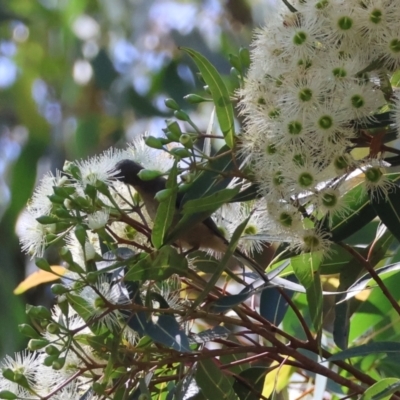 Acanthorhynchus tenuirostris (Eastern Spinebill) at Broulee Moruya Nature Observation Area - 17 Feb 2024 by LisaH