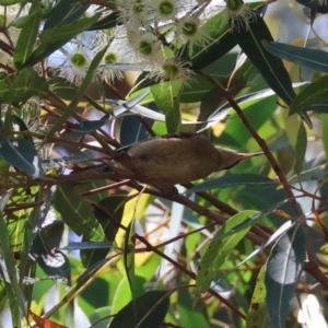 Acanthorhynchus tenuirostris at Moruya, NSW - 17 Feb 2024