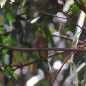 Acanthorhynchus tenuirostris at Moruya, NSW - 17 Feb 2024