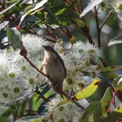 Myzomela sanguinolenta (Scarlet Honeyeater) at Broulee Moruya Nature Observation Area - 17 Feb 2024 by LisaH