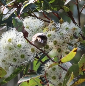 Myzomela sanguinolenta at Moruya, NSW - 17 Feb 2024