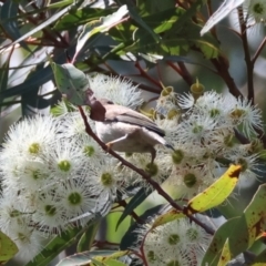 Myzomela sanguinolenta at Moruya, NSW - 17 Feb 2024