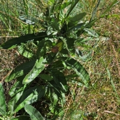 Senecio sp. (A Fireweed) at Namadgi National Park - 17 Feb 2024 by BethanyDunne