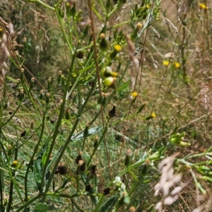 Senecio sp. at Namadgi National Park - 17 Feb 2024 01:02 PM