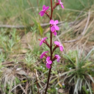 Stylidium montanum at Namadgi National Park - 17 Feb 2024 10:46 AM