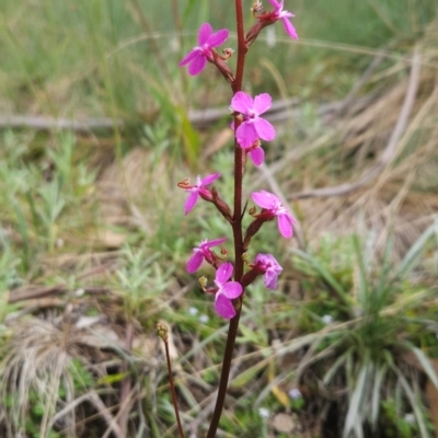 Stylidium montanum (Alpine Triggerplant) at Cotter River, ACT - 16 Feb 2024 by BethanyDunne
