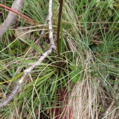 Stylidium montanum at Namadgi National Park - 17 Feb 2024 10:46 AM