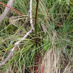 Stylidium montanum at Namadgi National Park - 17 Feb 2024