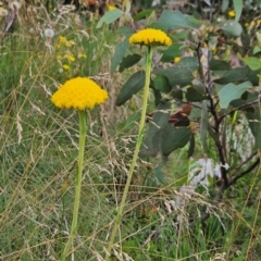 Craspedia aurantia var. jamesii (Large Alpine Buttons) at Cotter River, ACT - 17 Feb 2024 by BethanyDunne