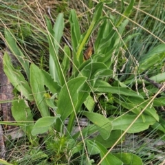 Craspedia aurantia var. jamesii at Namadgi National Park - 17 Feb 2024