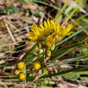 Podolepis hieracioides at Namadgi National Park - 17 Feb 2024