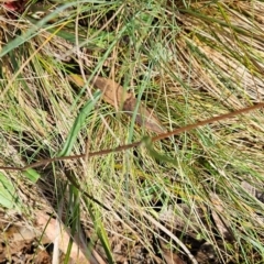 Podolepis hieracioides at Namadgi National Park - 17 Feb 2024