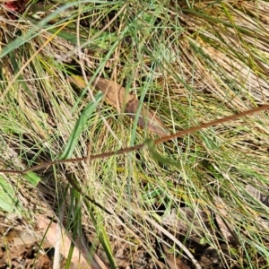 Podolepis hieracioides at Namadgi National Park - 17 Feb 2024