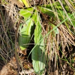 Podolepis hieracioides at Namadgi National Park - 17 Feb 2024