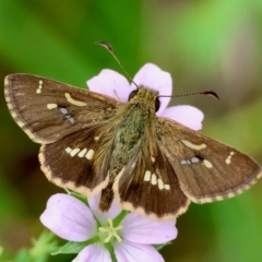 Dispar compacta (Barred Skipper) at QPRC LGA - 17 Feb 2024 by LisaH