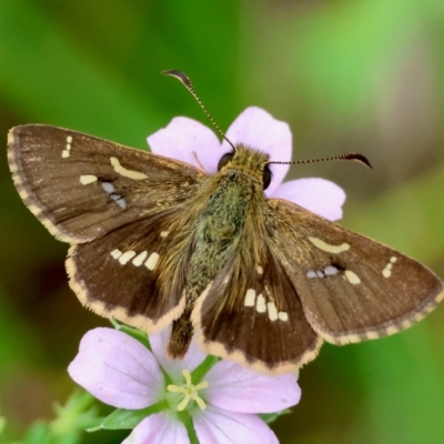 Dispar compacta (Barred Skipper) at Mongarlowe River - 17 Feb 2024 by LisaH