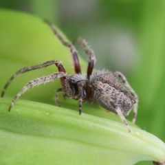 Hortophora biapicata at QPRC LGA - 17 Feb 2024 by LisaH