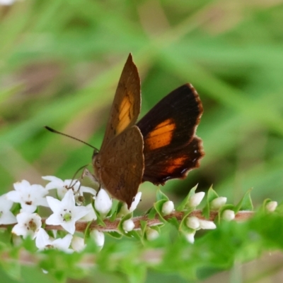 Paralucia aurifera (Bright Copper) at Mongarlowe River - 17 Feb 2024 by LisaH