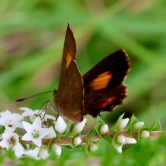 Paralucia aurifera at QPRC LGA - suppressed