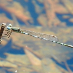 Austrolestes leda (Wandering Ringtail) at Bundanoon - 17 Feb 2024 by GlossyGal