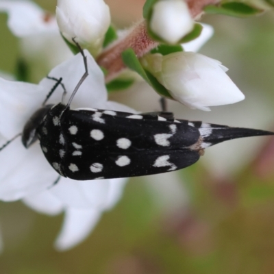 Mordella dumbrelli (Dumbrell's Pintail Beetle) at Mongarlowe, NSW - 17 Feb 2024 by LisaH