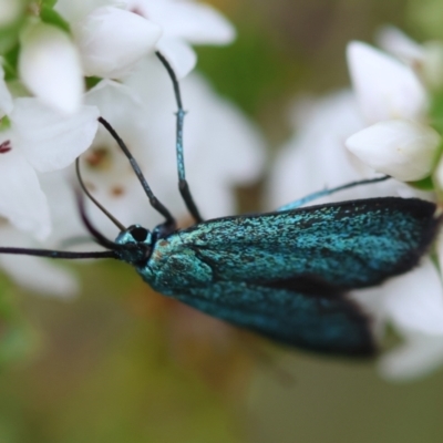 Pollanisus (genus) (A Forester Moth) at Mongarlowe River - 17 Feb 2024 by LisaH