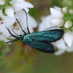 Pollanisus (genus) at QPRC LGA - 17 Feb 2024