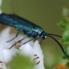 Pollanisus (genus) at QPRC LGA - 17 Feb 2024